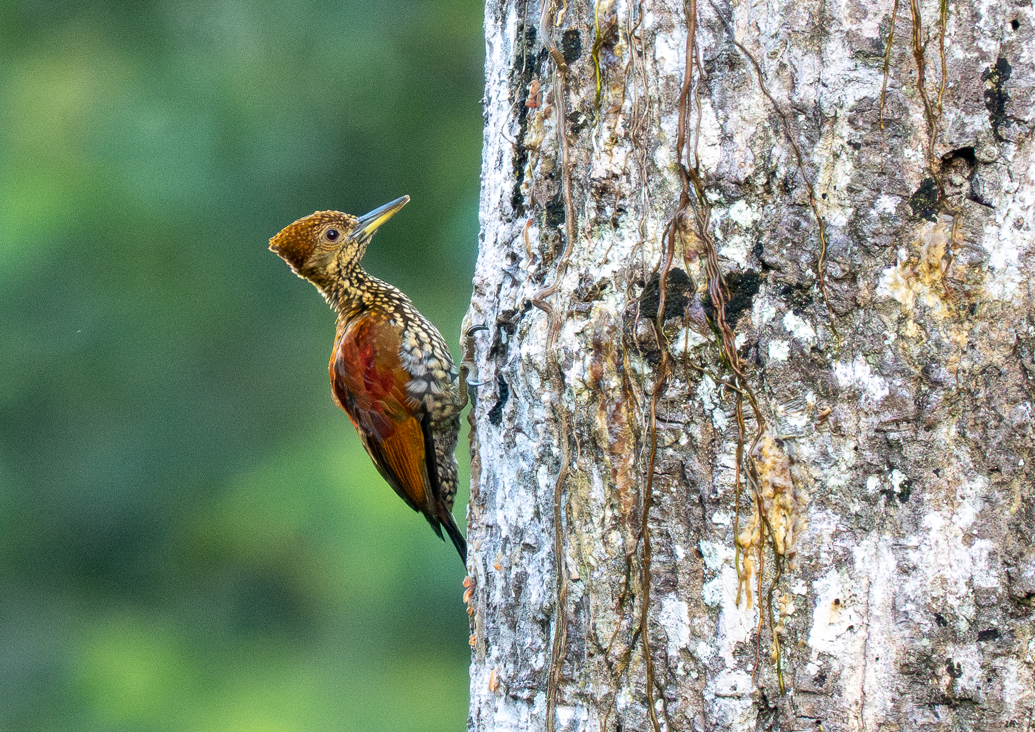 Buff-spotted Flameback (Chrysocolaptes lucidus), photo 10