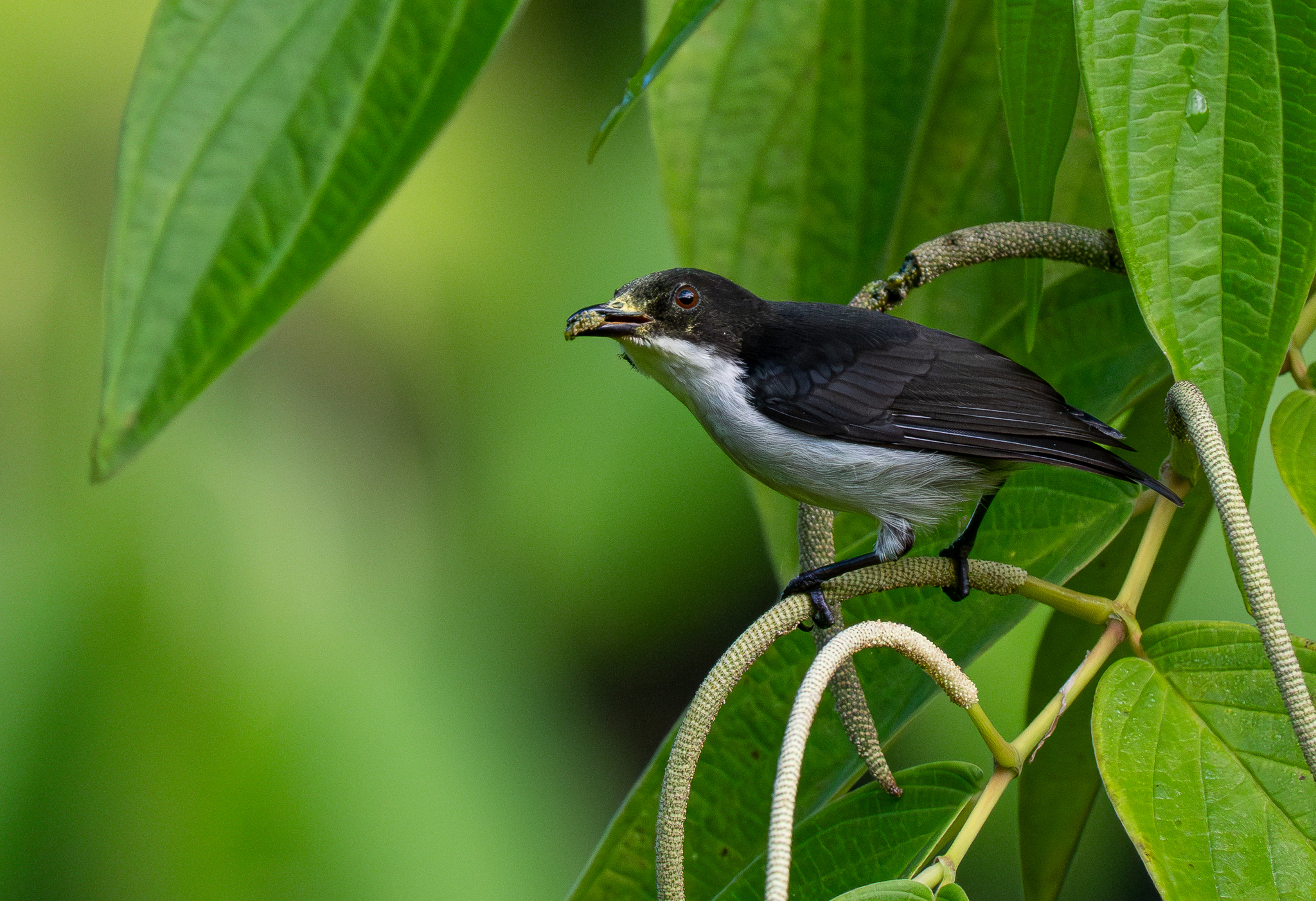 Buzzing Flowerpecker (Dicaeum hypoleucum), photo 6