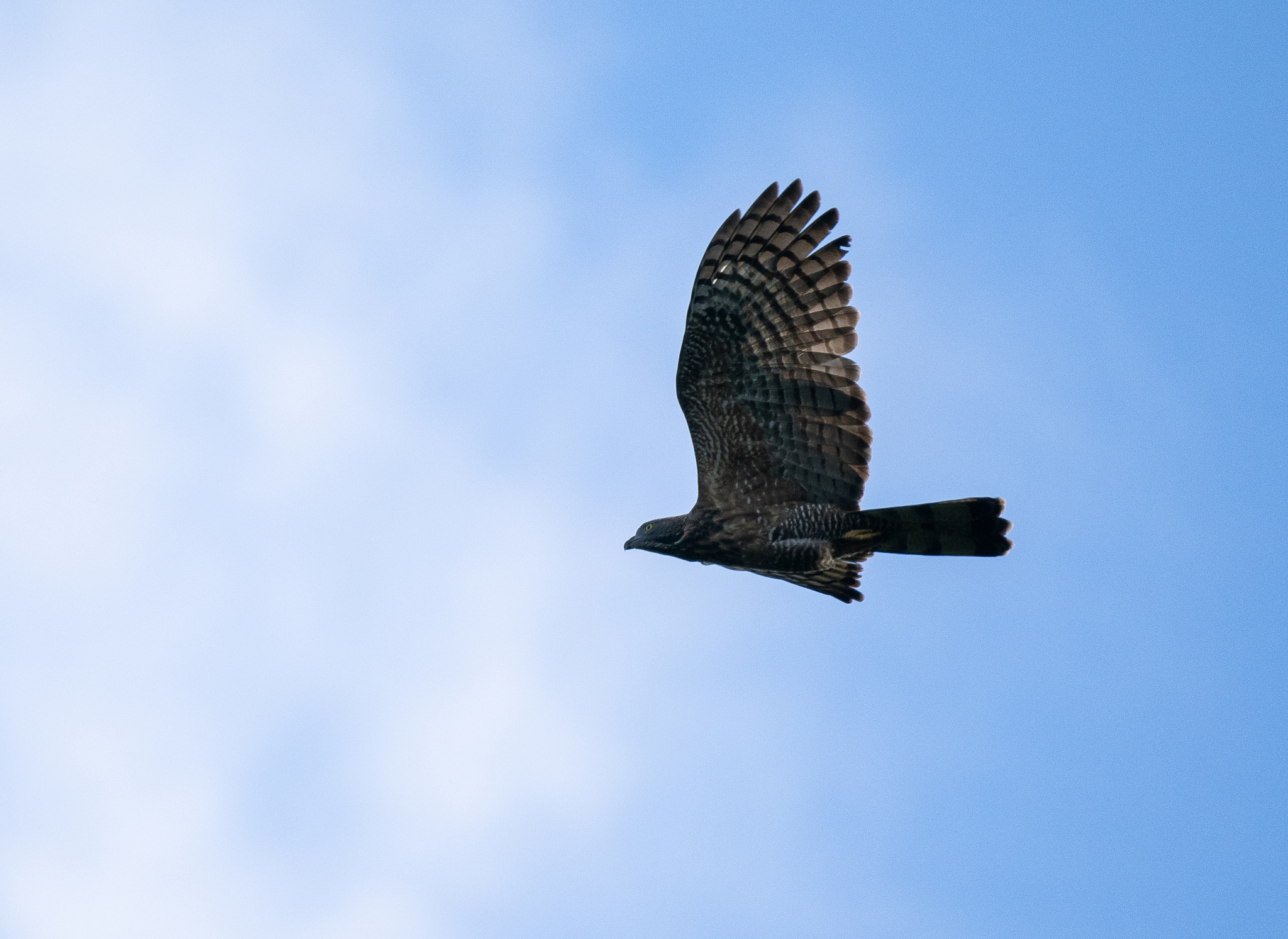 Philippine Honey Buzzard (Pernis steerei), photo 2