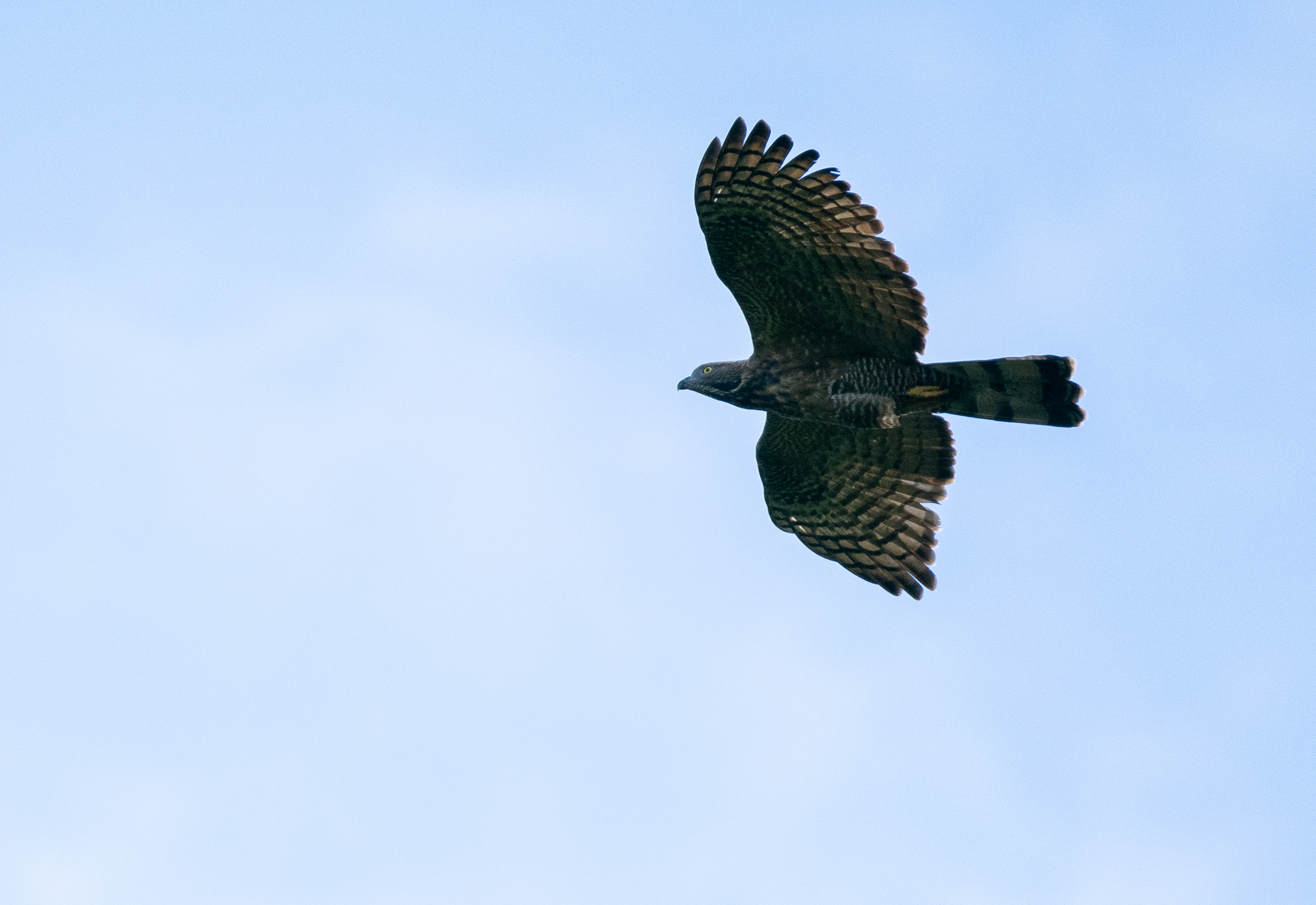 Philippine Honey Buzzard (Pernis steerei), photo 3