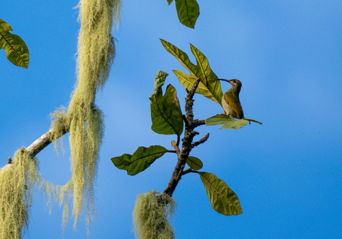 Naked-faced Spiderhunter (Arachnothera clarae), photo 1