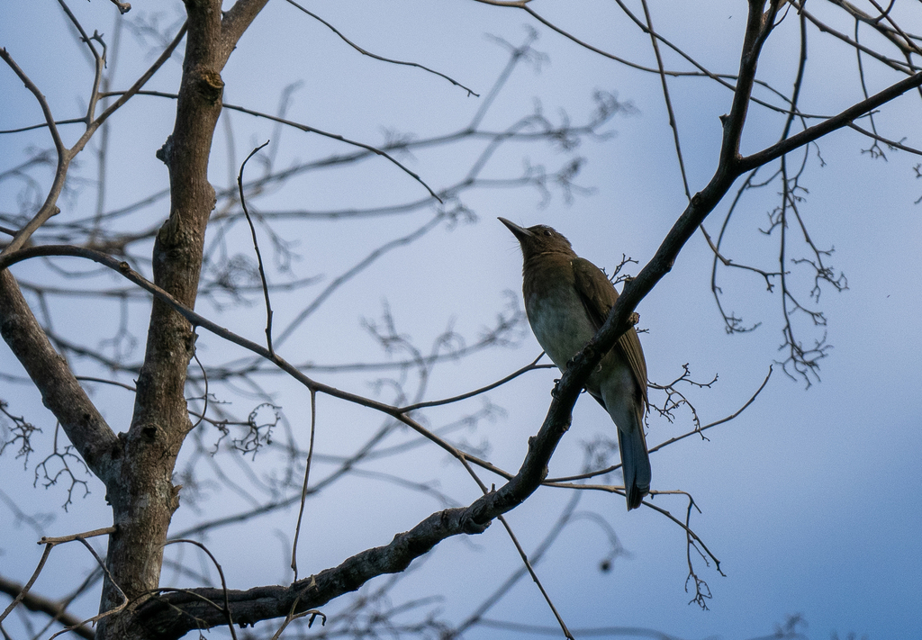 Zamboanga Bulbul photo