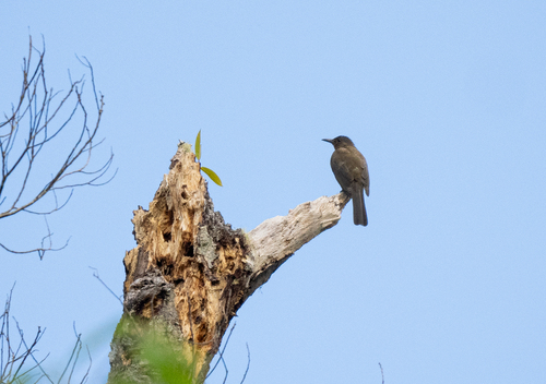 Zamboanga Bulbul (Hypsipetes rufigularis), photo 3