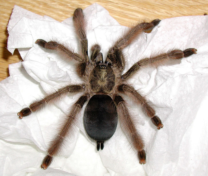 Mygale blonde du Panama (Psalmopoeus pulcher)