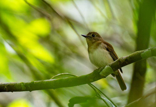 Philippine Jungle Flycatcher (Cyornis ruficauda)