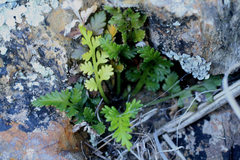 Asplenium appendiculatum maritimum