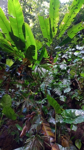 Heliconia colgantea image