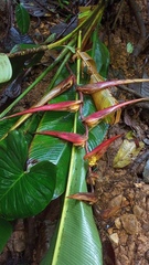 Heliconia colgantea image