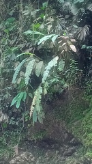 Heliconia colgantea image