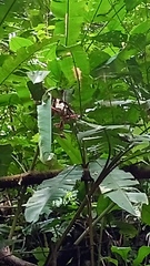 Heliconia colgantea image