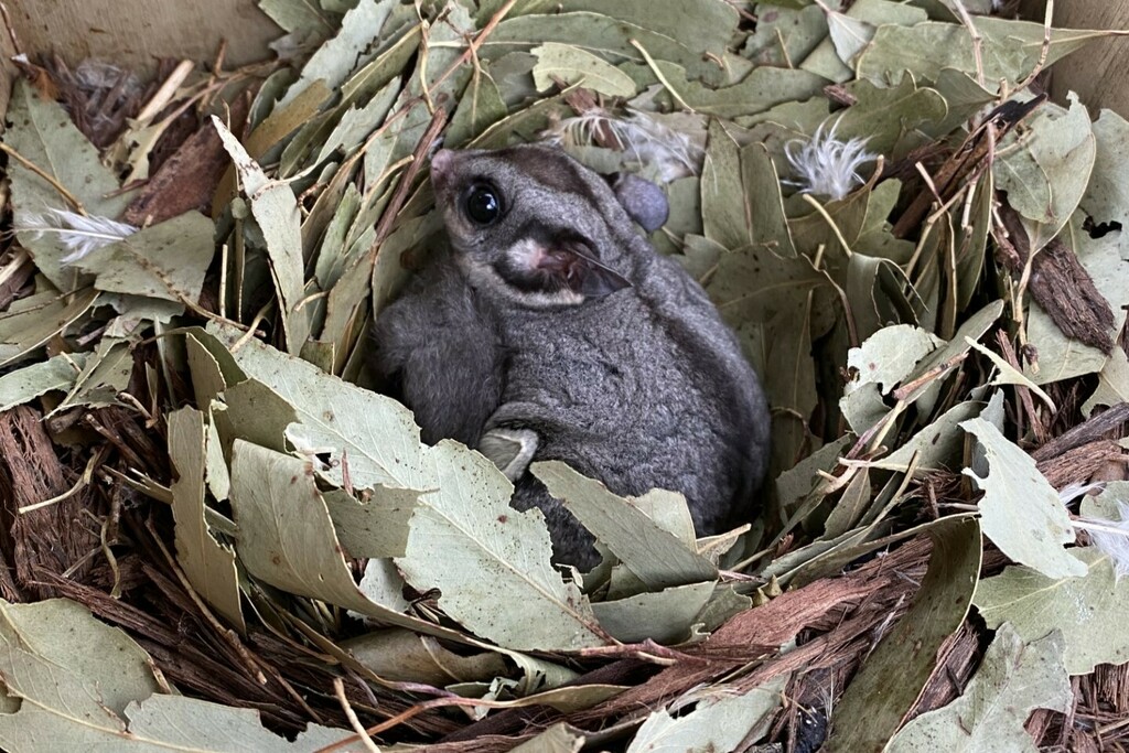 Sugar Glider from St Andrews VIC 3761, Australia on December 11, 2023