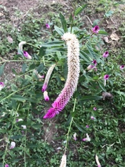 Celosia argentea image