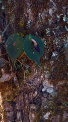Pleurothallis phyllocardia image