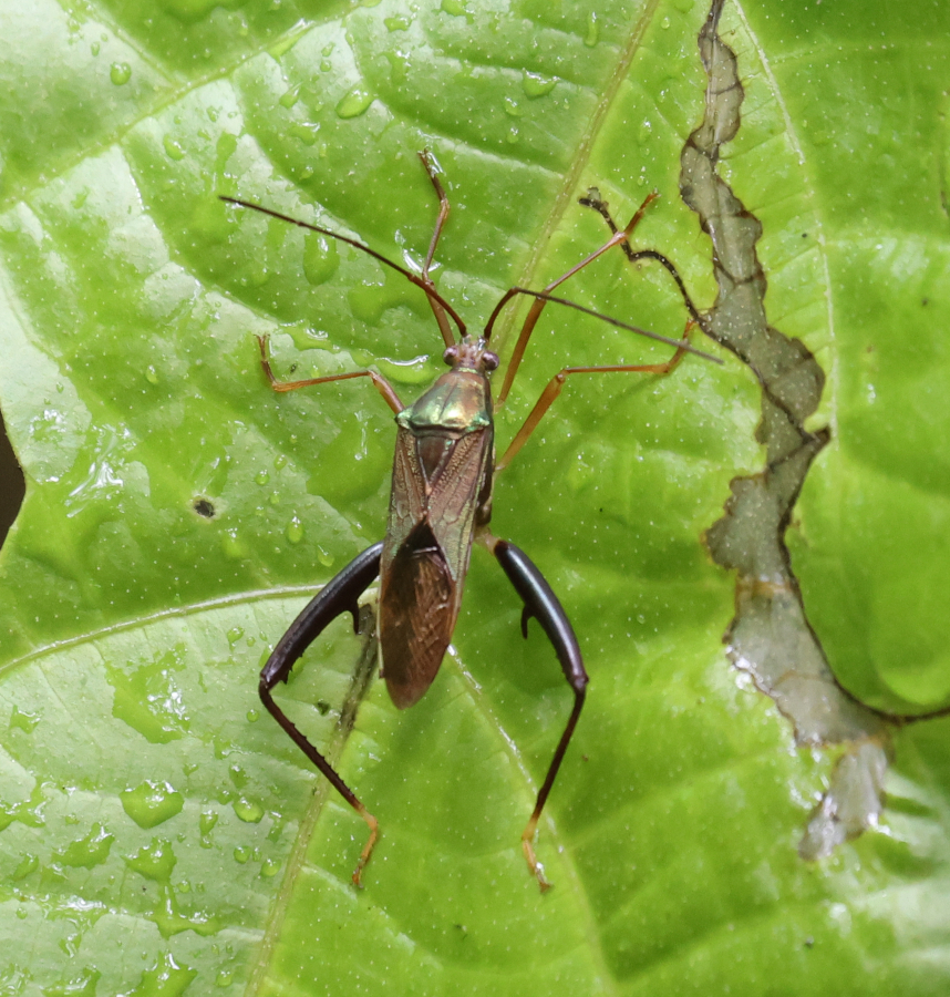 Priocnemicoris