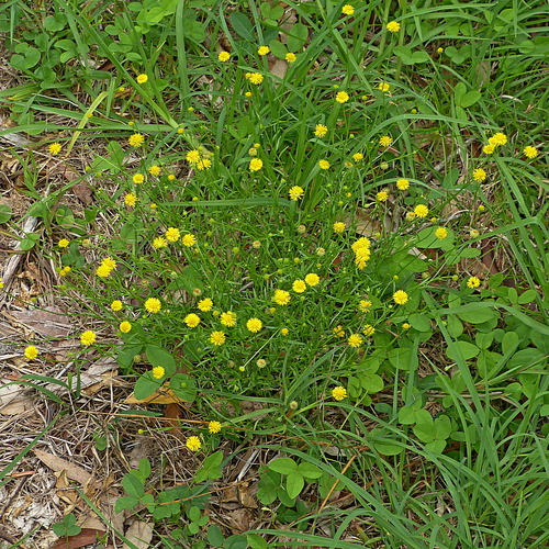 Image of Calotis lappulacea by (c) Max Campbell, some rights reserved (CC BY)