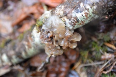 Phaeotremella foliacea