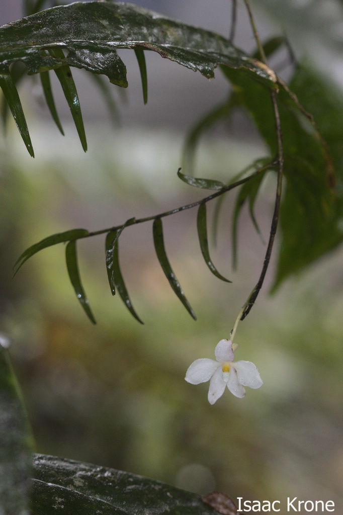 Dendrobium furcatum