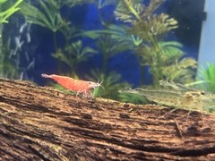 Caridina multidentata