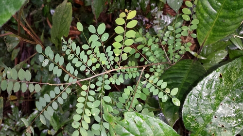 Phyllanthus matitanensis image