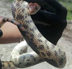 Pituophis deppei