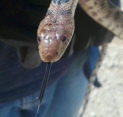 Pituophis deppei