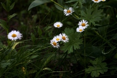 Erigeron coulteri