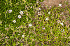 Spergularia macrorrhiza