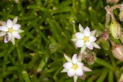 Spergularia macrorrhiza