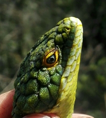 Abronia graminea