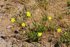 Tuberaria praecox