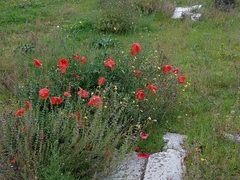 Papaver rhoeas