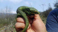 Abronia graminea