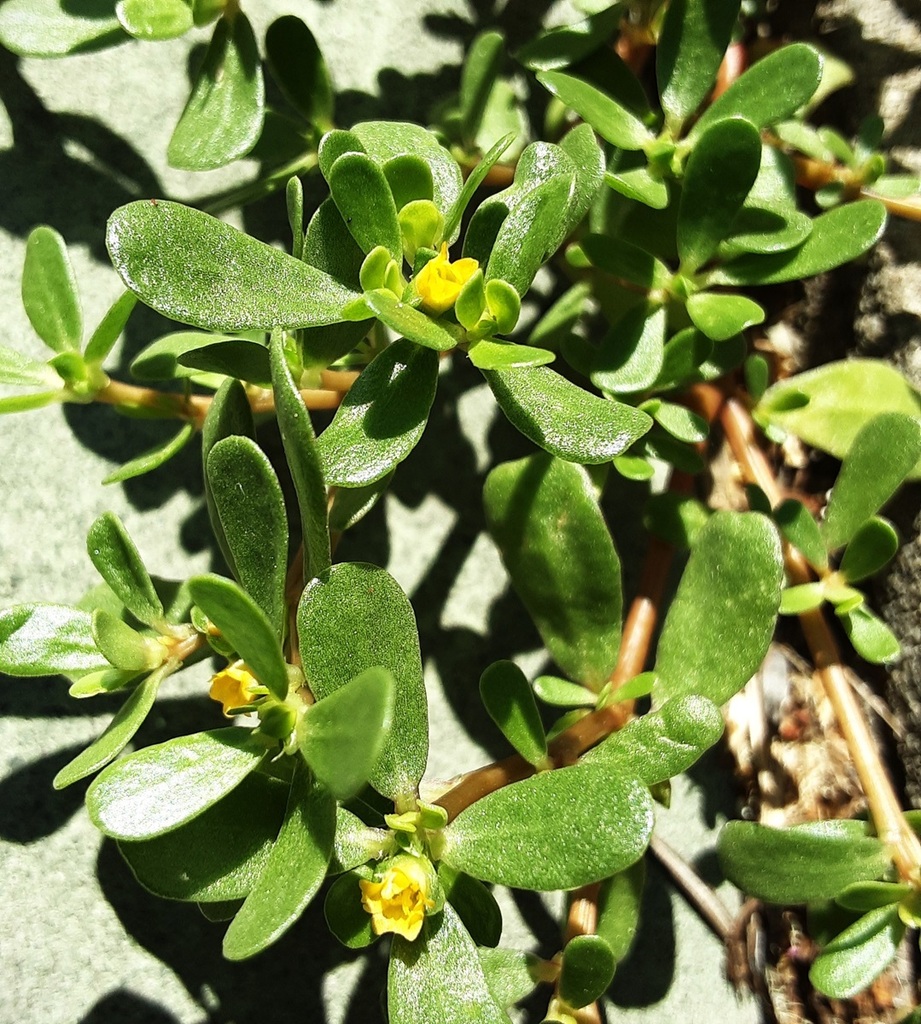 Common Purslane from Blackmans Flat NSW 2790, Australia on December 11 ...