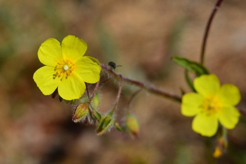 Representative image of Tuberaria praecox
