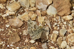 Muschampia orientalis