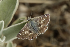 Muschampia alta