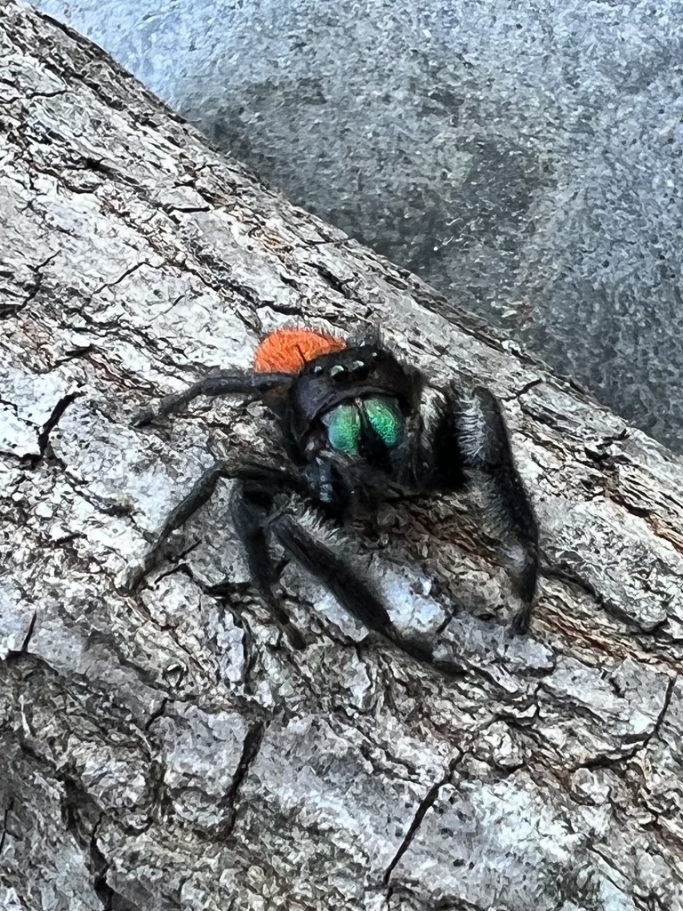 Phidippus texanus in July 2022 by Katie B. · iNaturalist