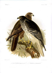 Malagasy Harrier photo 5