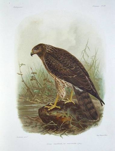 Malagasy Harrier