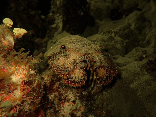 Photo of Antarctic Slipper Lobster (Parribacus antarcticus)