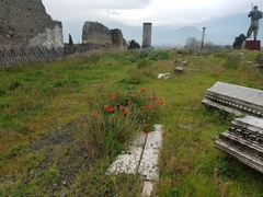 Papaver rhoeas