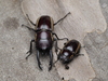 Prosopocoilus bison - Photo (c) mauriceallan, some rights reserved (CC BY-NC)