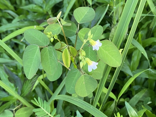 Oxalis barrelieri iNat (3)