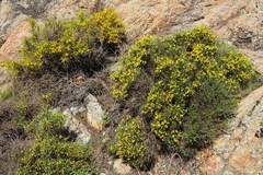 Genista salzmannii