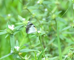 Appias epaphia contracta