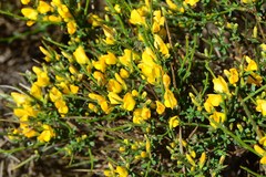 Genista salzmannii