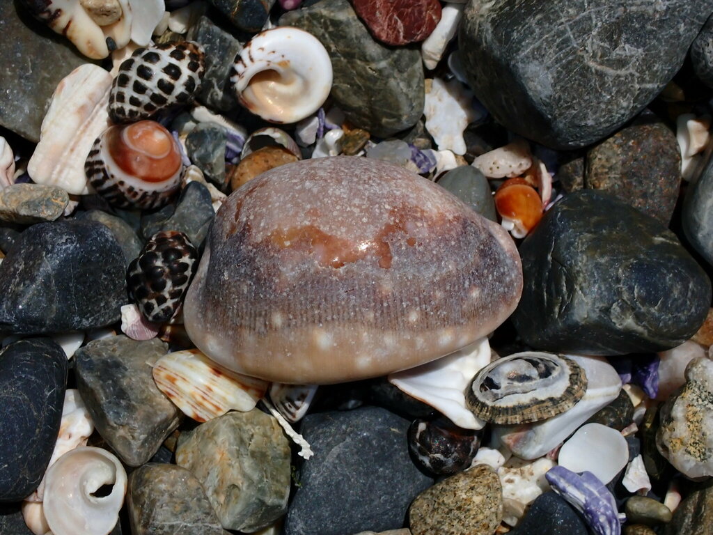 Calf Cowry from Coffs Harbour NSW, Australia on December 11, 2023 at 02