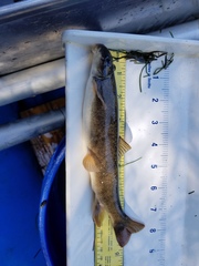 Pantosteus platyrhynchus