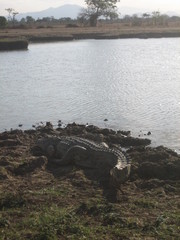 Crocodylus niloticus africanus