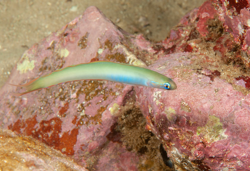 Lyretail dartfish (Ptereleotris monoptera) — Microdesmidae — 4